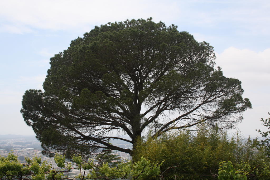 Quinta Das Leiras Santo Tirso Eksteriør bilde