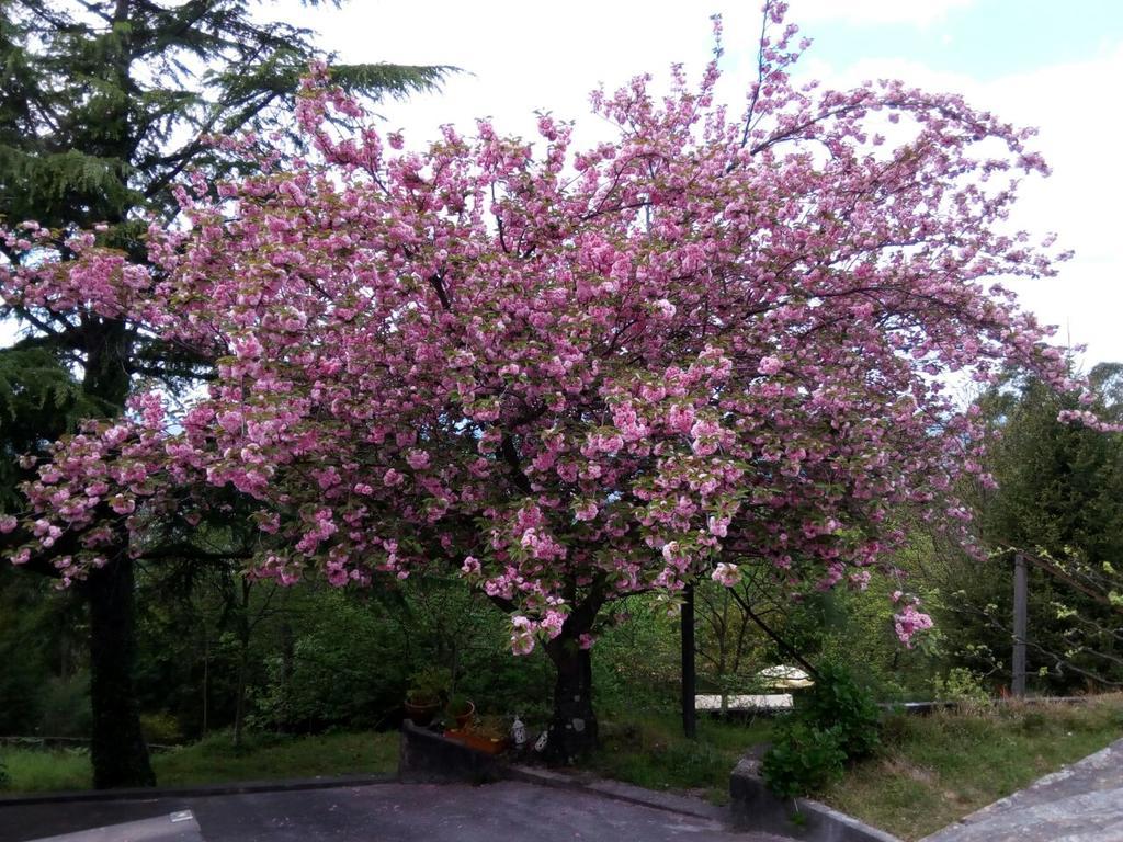 Quinta Das Leiras Santo Tirso Eksteriør bilde