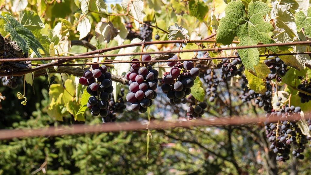 Quinta Das Leiras Santo Tirso Eksteriør bilde
